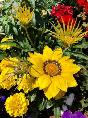 Kamu bahçesinde renkli bahar çiçekleri