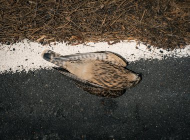 Close-up of a dead hawk on a paved road, highlighting feathers and details against the asphalt background. clipart