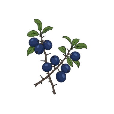 Dikenli Dallar 'da yaban mersini. Olgun siyah dikenli meyvelerden oluşan büyüleyici dijital bir sanat eseri, koyu mavi tonuyla bilinir, yeşillik yeşiliyle birlikte. Vahşi büyüme ve esnekliği simgeler..