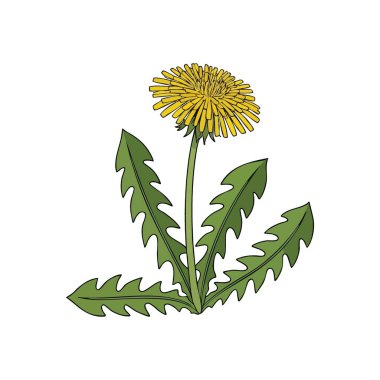 Parlak Sarı Karahindiba Çiçeği. Bu canlı altın çiçek dilekleri, inadı ve doğanın dirençli büyümesini simgeliyor. Karanlık bir zeminde çarpıcı bir botanik bitkisi.