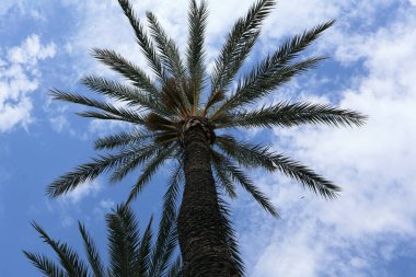 Alttan görünen, ince gövdesini ve parlak mavi yapraklarını pofuduk bulutlarla kaplı bir gökyüzüne doğru gösteren, yüksek bir hurma ağacı... Bakış açısı boy ve doğal güzelliği çağrıştırıyor..