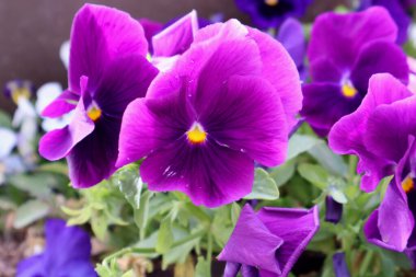 Çarpıcı sarı merkezleri olan canlı mor hanım evlatlarının yakın çekimi. Zengin renkler ve narin taç yaprakları, güzelliklerini artıran yemyeşil yapraklarla çevrili çarpıcı bir görüntü oluşturur..