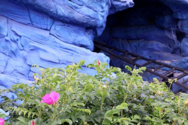 Disneyland Paris, Fransa - 2024.06.05. Crush 's Coaster - Bu canlı görüntü, canlı yeşillik ve çiçek açan pembe güller tarafından çerçevelenmiş çarpıcı mavi bir kaya oluşumunu gösteriyor. Renklerin zıtlığı tuhaf bir atmosferi çağrıştırıyor..