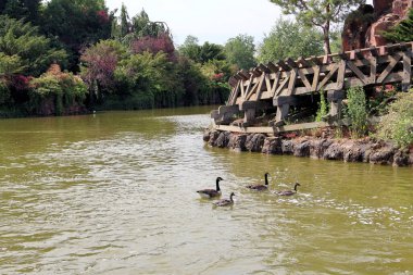 Huzurlu bir gölet ahşap bir geçidi ve yemyeşil ağaçlarla çevrili uzak kazları yansıtır. Bu huzurlu ortam doğal güzelliği yayıyor, günlük dünyadan barışçıl bir çekilme sunuyor..
