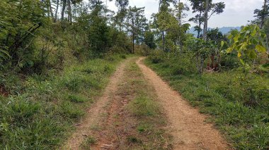 Hilly Köyü toprak yolu, her iki tarafta da gün boyunca bitkiler var.