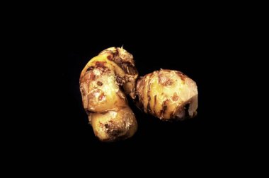 Endonezya ve Asya yemeklerinde tamamlayıcı bir baharat olarak Galangal