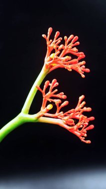 İyot çiçeği, detaylı makro fotoğraf canlı kırmızı mercan dallarını deniz ya da doğa teması için ideal koyu bir arka planda gösteriyor..