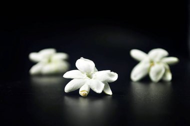 Çiçeklere, parfümlere ve estetik kompozisyonlara uygun narin yasemin çiçekleri.