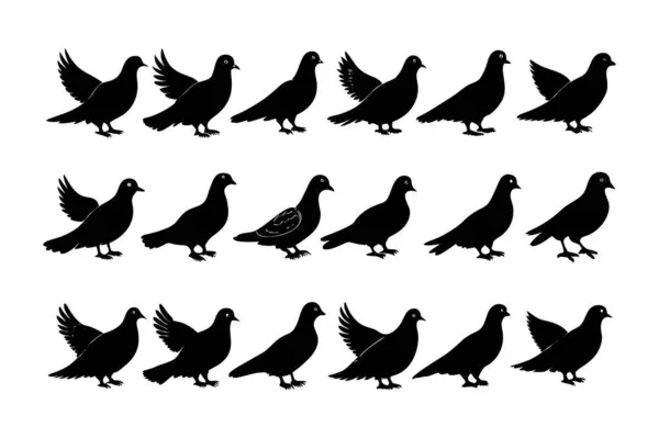 Güvercin Kuşları Paketi Beyaz arkaplan ile vektör illüstrasyon