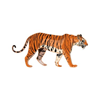 Renkli Bengal Kaplan İllüstrasyonu