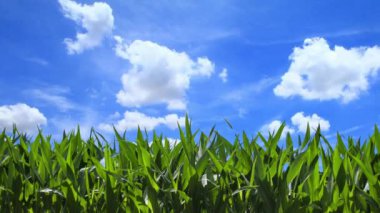 buğday ile yeşil alan