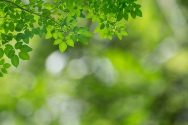 Güzel gökyüzünün yeşil yaprakları