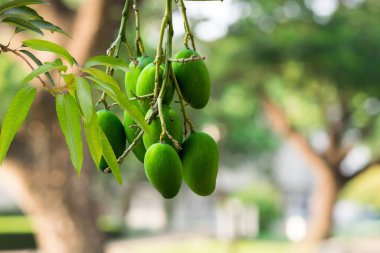 Güzel gökyüzünün yeşil yaprakları