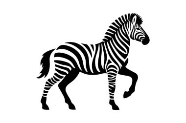 Beyaz arkaplanda siyah zebra