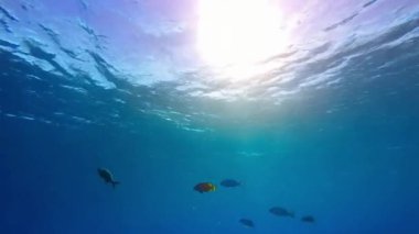 Güzel güneş ışığı parlayan mavi okyanus sualtı dünyası. Mavi Su Tropikal Resifi. Tropik sualtı balığı.