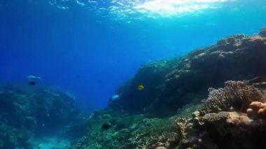 Güzel güneş ışığı parlayan mavi okyanus sualtı dünyası. Mavi Su Tropikal Resifi. Tropik sualtı balığı. Kırmızı mercanlı tropik sualtı mercan resifi