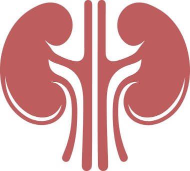 Düz bir şekilde insan böbreği anatomisi ikonu. Beyaz arkaplanda vektör illüstrasyonu.