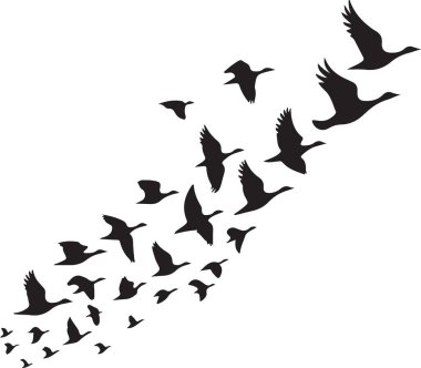 Zarif Kuş Sürüsü Siluet Görüntü Vektör Sanat Tasarımı