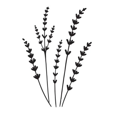 Birkaç lavanta lavantasının basit siyah bir çizimi aromaterapi, doğal güzellik ya da zarafet ve basitlik gerektiren her tasarım için idealdir..