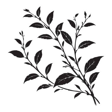 Zarif Siyah Dal Şubesi Silüet Görüntü Vektörü Grafik Tasarımı