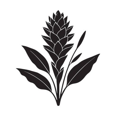 Yapraklı Ginger Çiçeği Botanik Resimlendirme Ayrıntılı Vektör Tasarımı