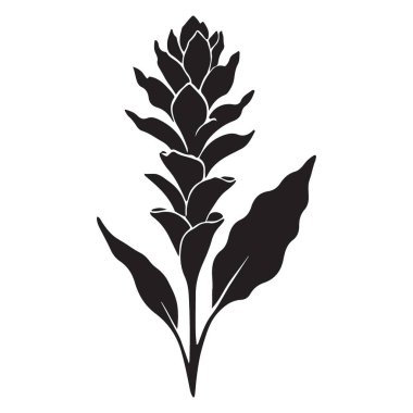 Ginger Flower with Leaves Botanik İllüstrasyon Tek Bitki Vektörü