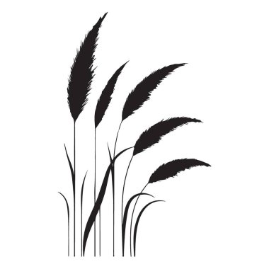 Yaratıcı Dekorasyon için Modern Pampas Çimeni Siluet Vektör ResmiName