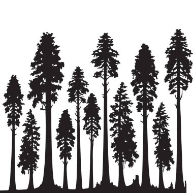 Majestic Sequoia Ağaçları Siluet Vektör Resimleri Gelişen Orman Peyzajı Sanatı