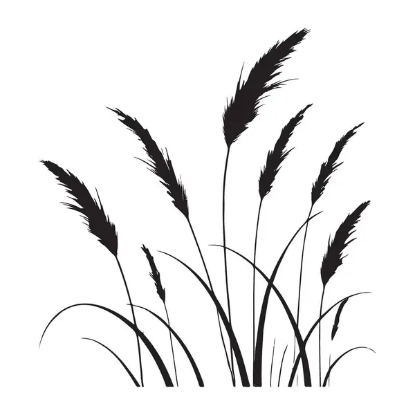 Basit Pampas Çim Vektörü Silueti Resimlendirme Grafik Tasarımı