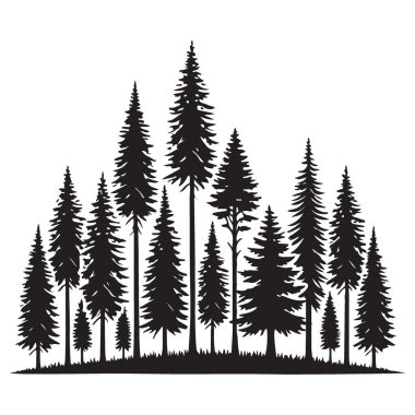 Yoğun Evergreen Ormanı 'nın Güzel Silueti Açık Hava Maceraları Ağaçları