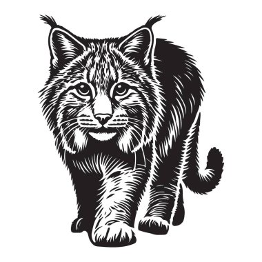 Siluet Yürüyen Vaşak İllüstrasyon Vektör Grafikleri Ayrıntılı Tasarım