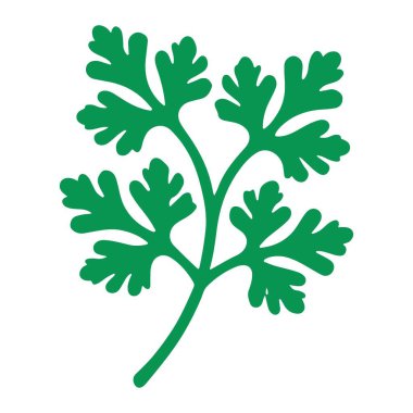 Taze Cilantro İllüstrasyonu Mutfak Projeleri için Güzel Bitki Vektörü Tasarımı