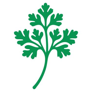 Cilantro Yaprak Vektörü İllüstrasyonu Organik Gıda Markalaştırma Tasarımı İçin Mükemmel