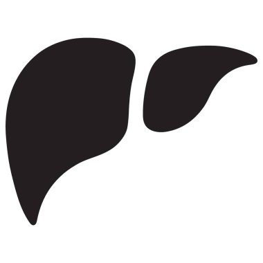 Karaciğer Anatomisi Görsel Silüet İnsan Organ Sistemi Sağlığını Keşfediyor