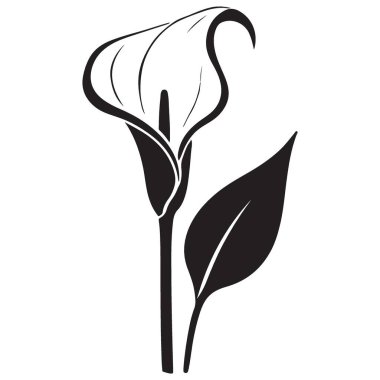 Calla Lily Çiçek Silueti Zarif Vektör İllüstrasyon Tasarımı