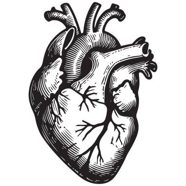Anatomik Kalp Grafik Çizimi Detaylı Vektör İnsan Vücut Tasarımı