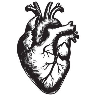 Anatomik Kalp Grafik Çizimi Detaylı Vektör İnsan Vücut Tasarımı