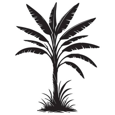 Güzel muz ağacı silueti taşıyıcı egzotik bitki doğası tasviri