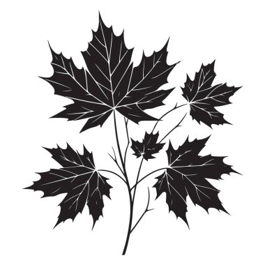 Akçaağaç, Sonbahar Sezonu ve Doğal Güzelliği Sembolize eden Branch Illustration 'dan Ayrıldı