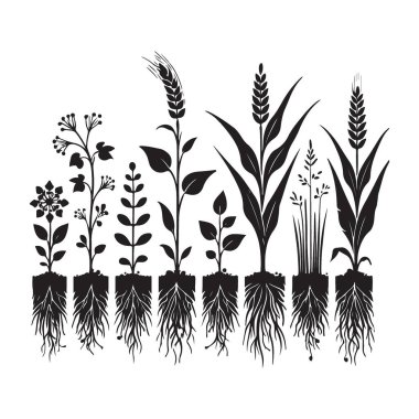 Siluet Vektör Resimleri Çeşitli Bitkiler Kökleri Botanik Tasarımı Gösteriyor
