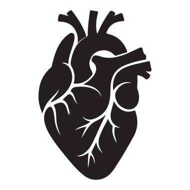 Tıbbi Amaçlar İçin İnsan Kalbi Anatomisi Silüeti