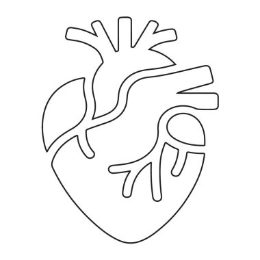 Anatomik Kalp Ana Hattı Vektör Çizimi Tıbbi Grafik Elementi