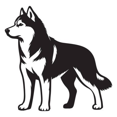 Görkemli Sibirya Husky Köpek Vektör İllüzyonu Bilgi ve Bakım Üretimi