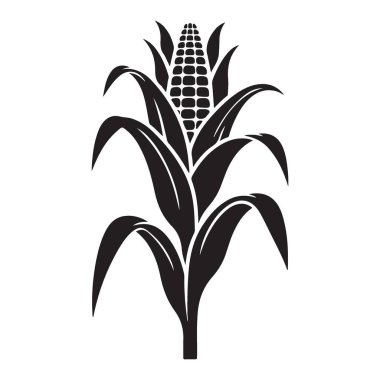 Mısır Sapığı İllüstrasyon Tarım Hasat Vektörü Grafik Kaynağı