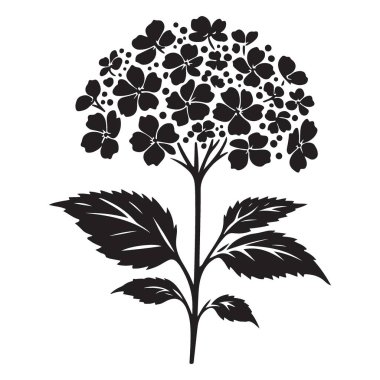 Botanik ve Sanatsal Projeler için Ayrıntılı Ortanca Kökü Çizimi