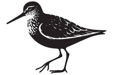 Ayrıntılı sahil kuşu silueti çizimi ve dik duran uzun gagalı