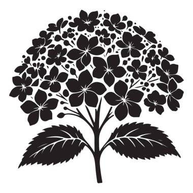 Çiçek Tasarımları için Ortanca Çiçeği Siluet Vektör Grafiği