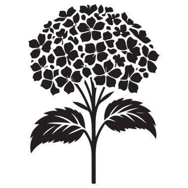 Ortanca Çiçeği Silueti Resim Vektörü Bahçe Tasarımları Grafiği