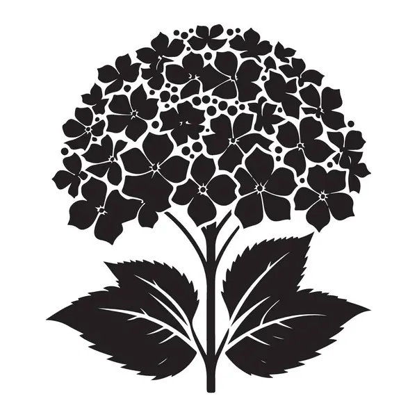 Güzel Hydrangea Bloom Siluet Vektör Çiçek Çizim Sanatı