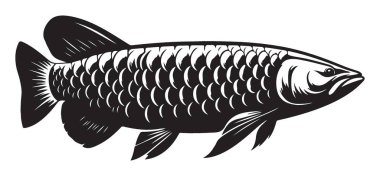 Zarif arowana balık vektör grafik illüstrasyon mükemmel su hayvanı